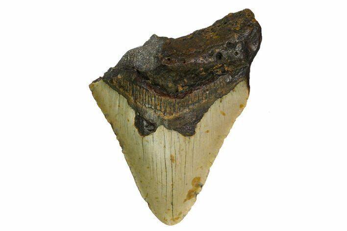 Bargain, Fossil Megalodon Tooth - North Carolina #167021